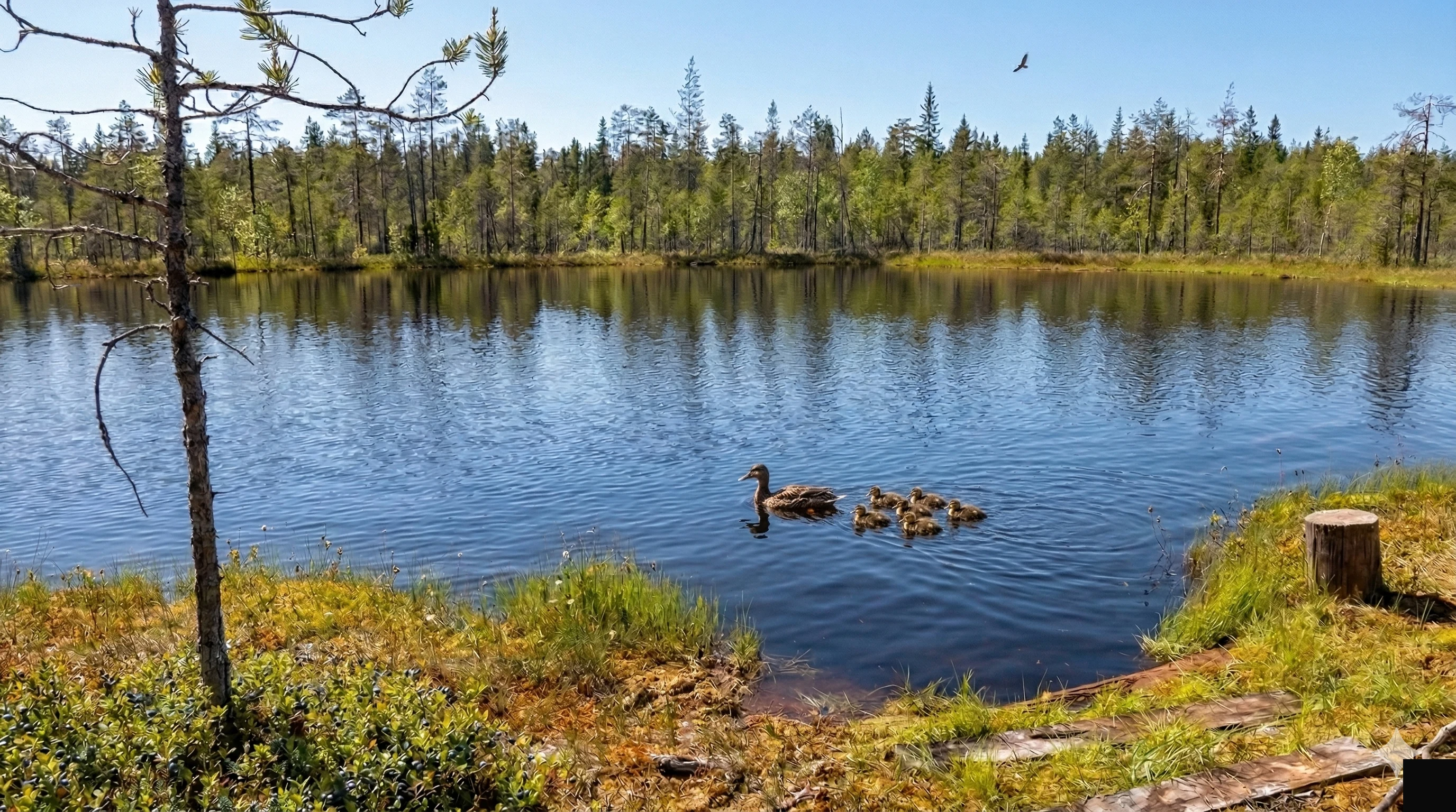 Озеро Зачарованное — вид с берега